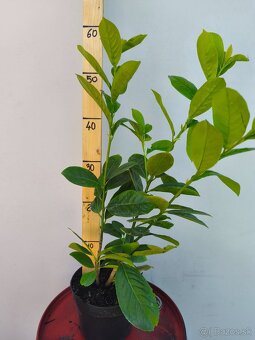 vavrínovec, červienka, živý plot - 5