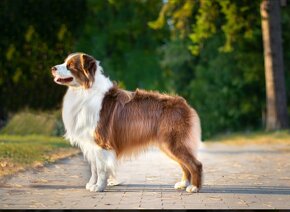 Austrálsky ovčiak- krytie, PP - 5