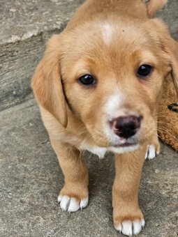 Darujem šteniatka. - 5