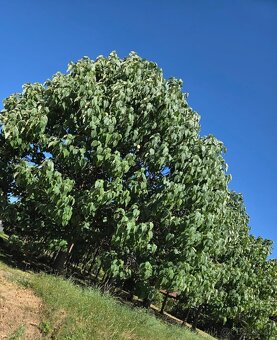 EXKLUZÍVNE – Orná pôda so stromami Paulownia tomentosa - 5
