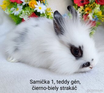 Zakrslý králik teddy gén s VP - samičky strakáč - 5