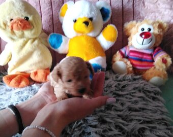 Pudlik pudel mini toy - 5