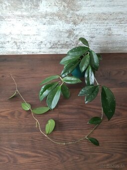 Hoya - rastliny - 5