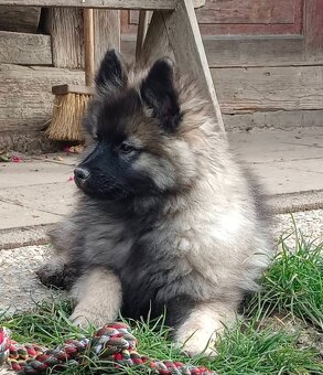 Německý špic vlčí / keeshond prodám krásná štěňata s PP - 5