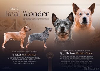 Australský dobytkarský pes s PP, ACD - 5