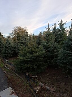 Vianočne stromčeky - 5