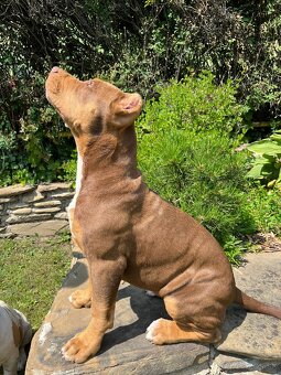 American bully XL - 5