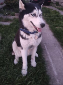 Husky - 5