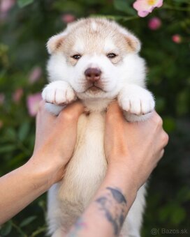 Exkluzívne šteniatko sibírsky husky s PP - 5