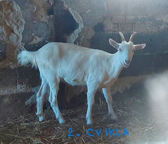 Predám kozy a capa - 5