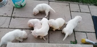 Šteniatka labradora - 5