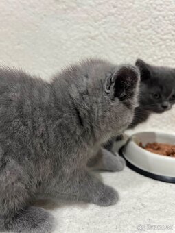 Britské maciatka - 5