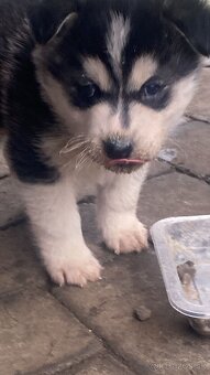 Stenata Husky/malamut krizence - 5