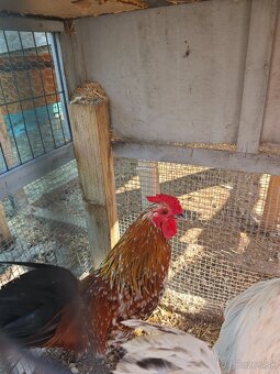 Kohúty Brahamn Splash a Liliput millefleur - 5