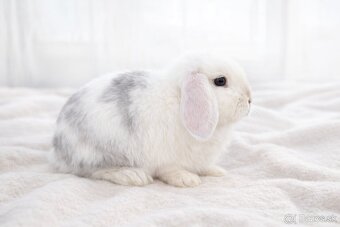 minilop samička 🐰❤️ - 5