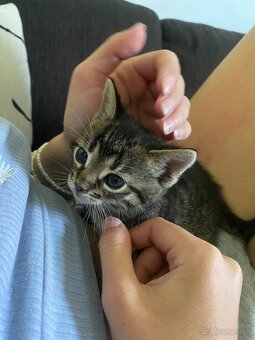 Darujem mačiatko do dobrých rúk🐾 - 5