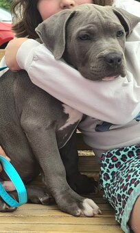 Pejsek American bully XL s PP - 5