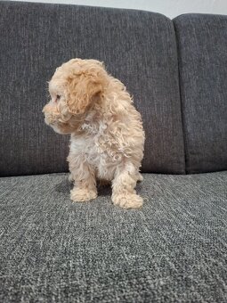 Maltipoo - 5
