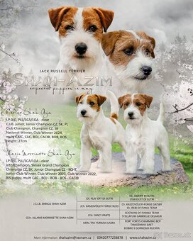 Jack Russell teriér - 5