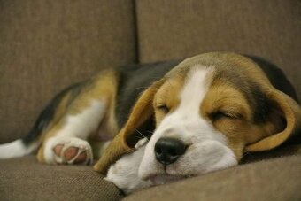 Bigel, bigl, beagle s PP - 5