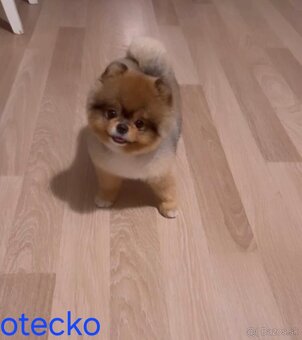 Pomeranian mini - 5
