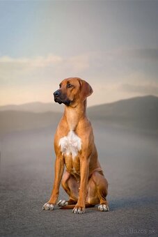 Rhodesian Ridgeback s preukazom pôvodu - 5