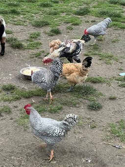 Zdrobnělá amrokska - 5