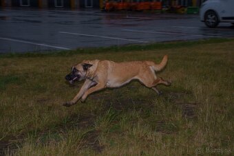 Belgický ovčiak malinois - 5