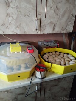 Násadové vajcia - 5