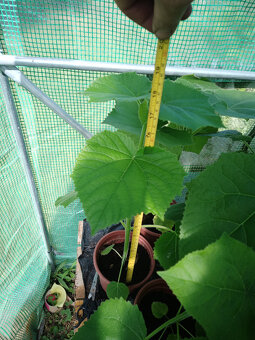 Paulownia Tomentosa - MULTIFUNKČNÝ strom - 5