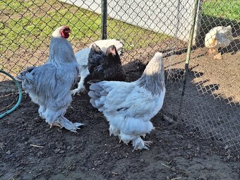 Predám levander kohúta brahman spolu s modrou sliepkou - 5