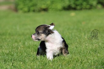 Čínský chocholatý pes - powderpuff male - 5