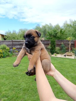 Belgický ovčiak malinois s PP - 5