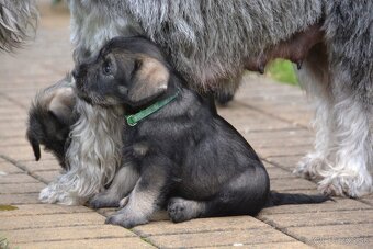 Knírač střední pepř a sůl, štěňata s PP - 5