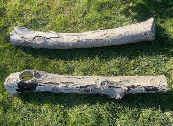 Orechové drevo - 3 ks (kmene) - 5