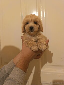 Maltipoo fenka / chalpec - 5