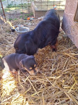 Šteniatka jazvečìka dlhosrstého - 5