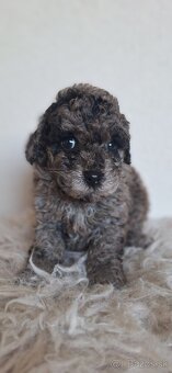 Trpaslíči pudel pudlik - 5