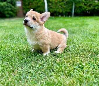 Psík plemena Welsh Corgi Pembroke - 5