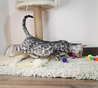 Strieborné bengálske mačiatka - 5