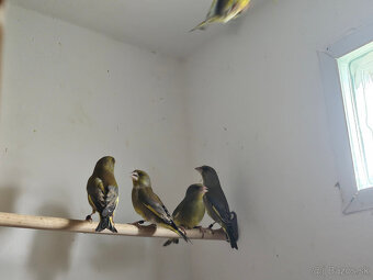 Predám Zelienky - 5