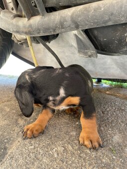 🐶 Na predaj – Šteniatka jazvečíka krátkosrstého štandard - 5
