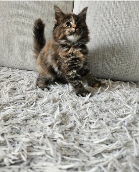 Maine coon, mainská mývalia mačka - 5