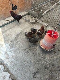 araucana,araukana ,arakuana vajička nasadove ,kuriatka - 5