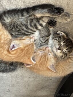 Ponúkam krásne a zdravé mačiatka 🐈🐈🐈⬛🐈⬛ - 5