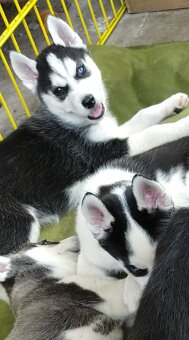 Sibiřský husky bez PP - poslední 3 kluci - 5
