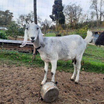 100% Anglonubijska koza (sivá) - 5