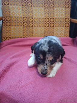 Darujem šteniatka - 5