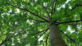 Cisarsky strom Paulownia  a Aloe vera - 5