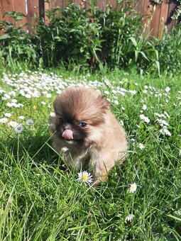 Pomeranian - 5